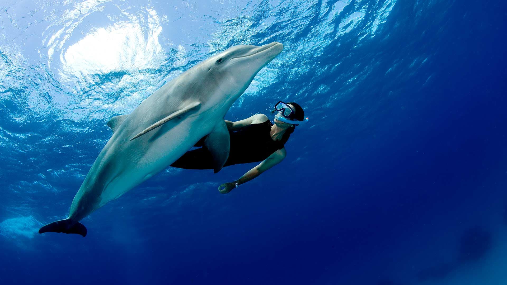 Dolphin Interaction Tour UNICO Riviera Maya