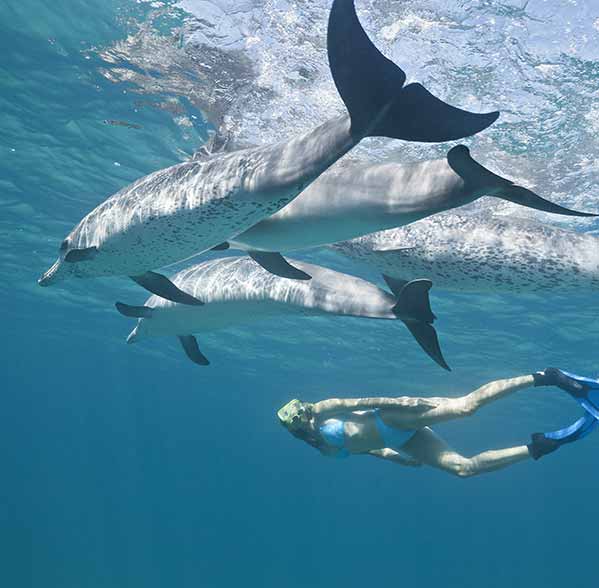 Swim with dolphins tour