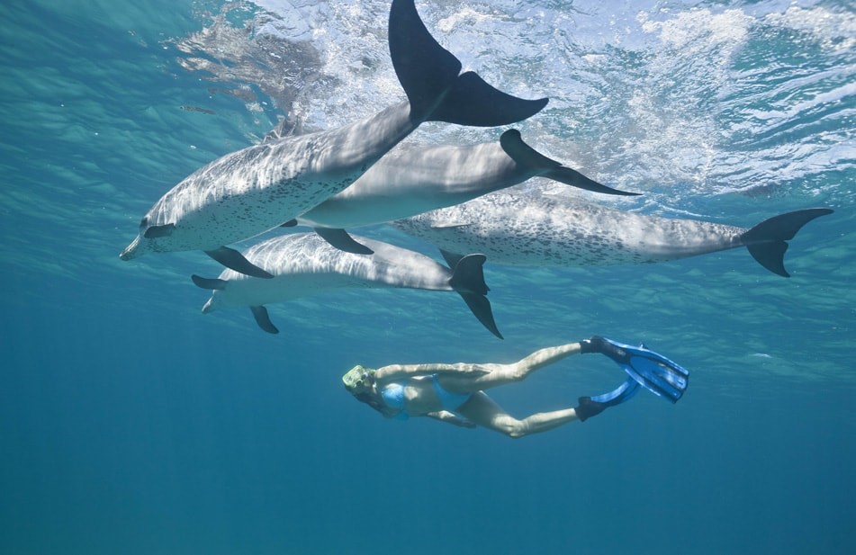 Swim with dolphins